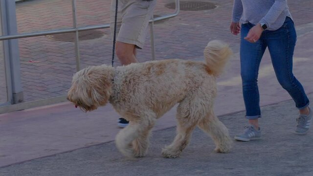 Shaggy dog being walked by its owner. Slowed to half speed.