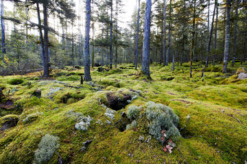 Fototapete bei efototapeten.de bestellen   