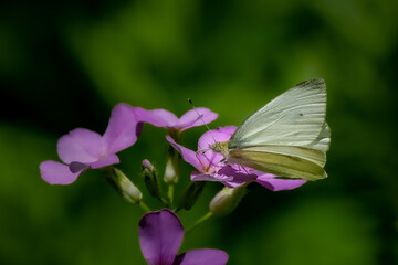 Cabbage White Butterfly (Pieris rapae) on a purple flower.