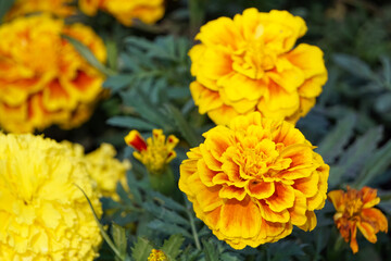 American marigold blooming in the garden.