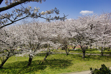 三重県伊勢市　宮川堤の桜