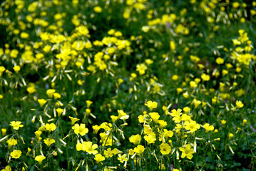 Yellow Buttercup Wildflowers In A Field.