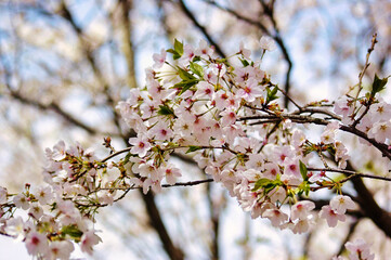 Obraz premium 三重県伊勢市 宮川堤の桜