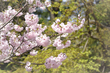 三重県伊勢市　宮川堤の桜