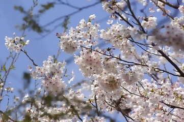 Obraz premium 三重県伊勢市 宮川堤の桜