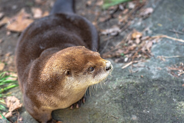 Adorable North American River Otter is walking on rock near the river