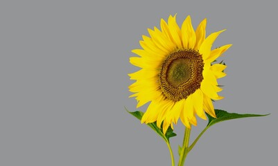 Obraz premium Background.