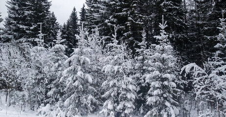 black and white snow on tree