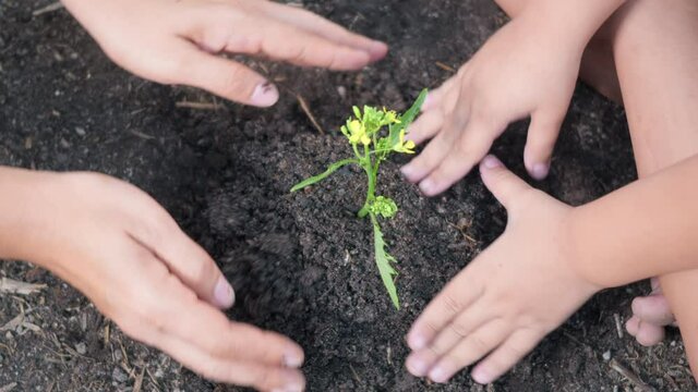 Little kid hand and parent planting growing tree in soil on garden together. Child and mother plant young tree by hand in morning. Forestry environments, Earth Day and New Life concept. slow motion