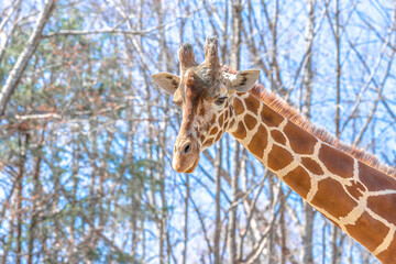 Closeup giraffe head with blue sky background