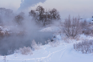 trees in the snow
