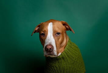 Funny and Adorable Fawn Colored Dog Wearing Sweater