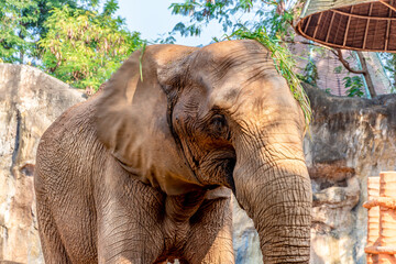 Fototapeta na wymiar African Elephant eating a coconut and grass on its head.