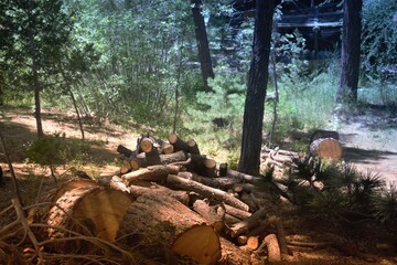firewood in the woods