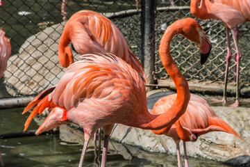 The American flamingo is a large species of flamingo closely related to the greater flamingo and Chilean flamingo.
