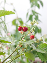 Strawberry plant with fruits and flowers, woodland strawberry, Fragaria vesca