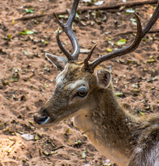 Closeup Sika Deer's head in a zoo.The sika deer also known as the spotted deer or the Japanese deer, is a species of deer native to much of East Asia .