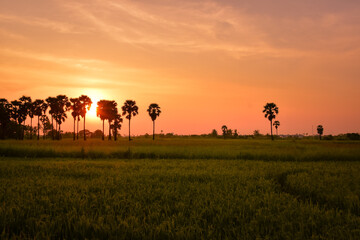 Fototapeta na wymiar Sunset in Thai Country