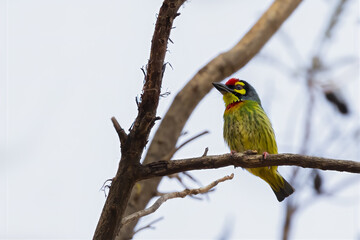 Coppersmith barbet(Megalaima haemacephala) in real nature