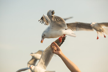 Seagulls from Siberia.are flying  to eat food from human hands
