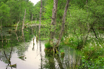 Eine Moorlandschaft in der Lüneburger Heide, Deutschland
