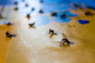 Dead flies insects on the colorful table. Insect graveyard.