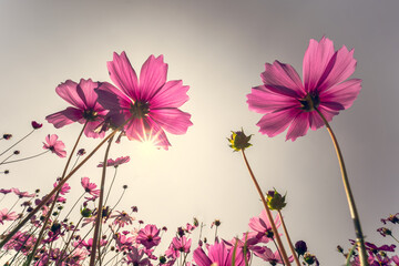 Beautiful cosmos pink flowers blooming in garden against the bright blue sky, Vintage Tone