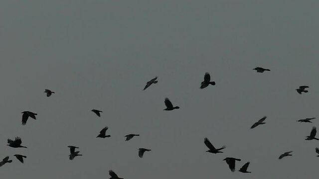A flock of ravens is flying in slow motion. Silhouettes of wild birds in the gray evening sky.