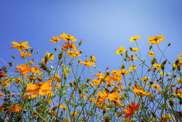 Close up yellow cosmos flowers against the bright blue sky.