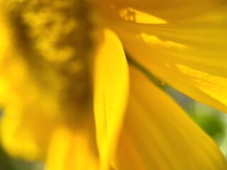 Obraz premium Imperfectly perfect close up of the middle of a sunflower