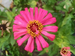 Cosmos caudatus flower background or kenikir flowers