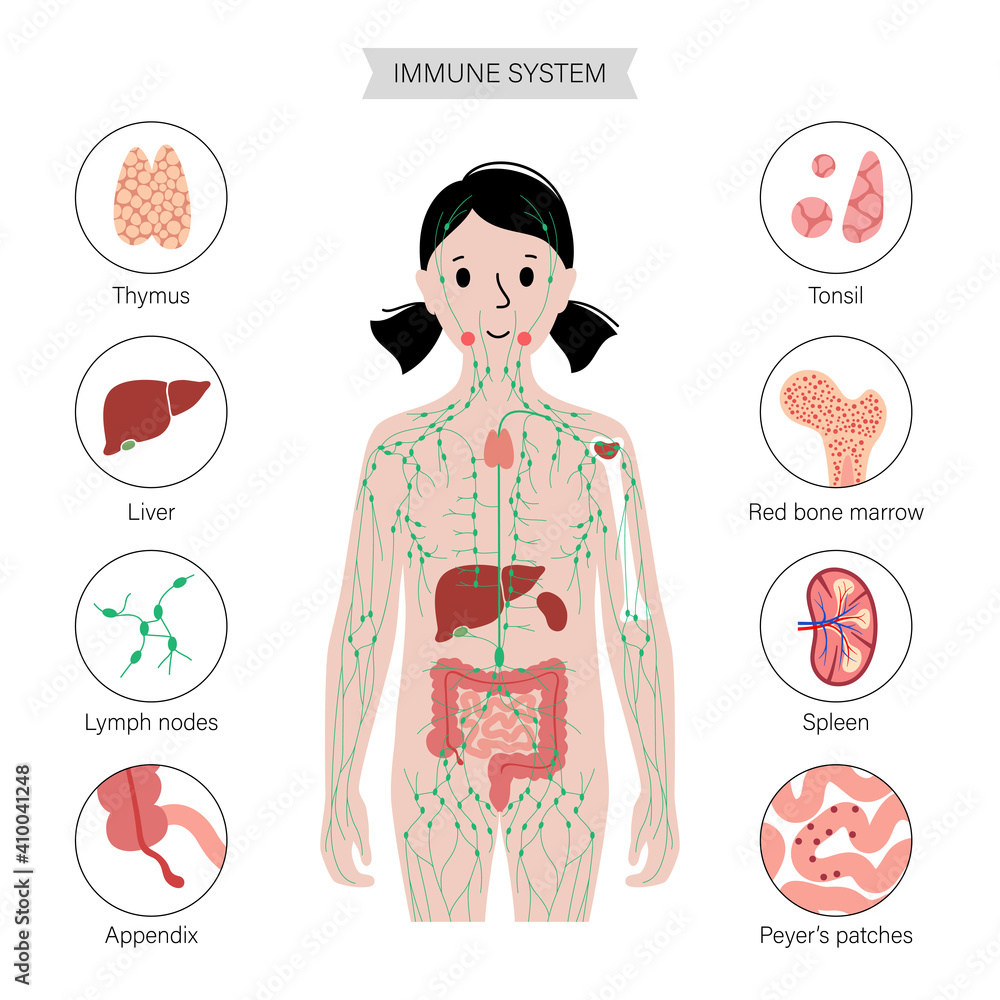 Wall mural Lymphatic system in human body