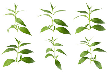 Green Chirayta, king of bitters leaf isolated on awhite background