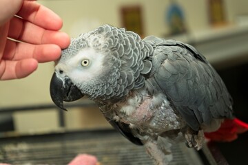 Petting African Gray Parrot