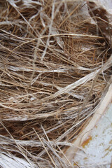 A Palm Tree Trunk Husk