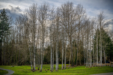 2021-02-01 A GROVE OF ALDER TREES IN CONFLUENCE PARK IN ISSAQUAH WASHINGTON
