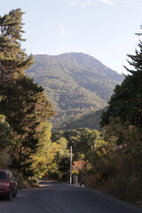 road with trees on the sides and a mountain in the background