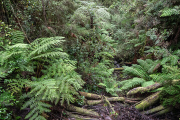 fern in the forest