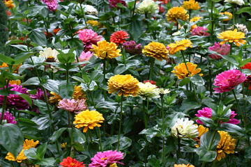 Rainy summer day. In a flower bed in a large number various zinnias grow and blossom.