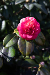pink rose in the garden