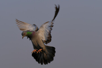 Rock Pigeon in an acrobatic mood