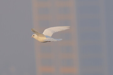 Rock Pigeon in an acrobatic mood