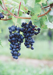 grapes
