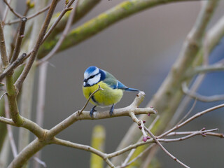 close up of a blue tit sitting on a branch