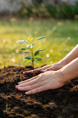 Fototapeta premium Plant the tree in the garden as save world concept. Close up woman hand planting small trees in the garden.