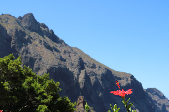 Vista panoraminca de los acantilados de masca en tenerife con  detalle de flor