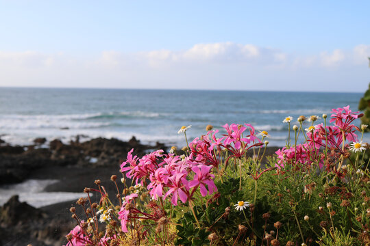 vista panoramica difuminada del mar con detalle de flores en primer plano