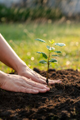 Obraz premium Plant the tree in the garden as save world concept. Close up woman hand planting small trees in the garden.