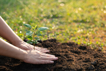 Plant the tree in the garden as save world concept. Close up woman hand planting small trees in the garden.