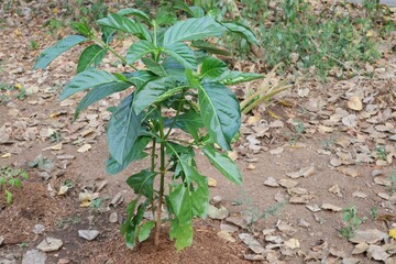 Organic Noni, Great morinda, Beach mulberry,( Morinda citrifolia L.)
